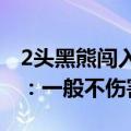 2头黑熊闯入酒店被狗堵在楼道，当地乡政府：一般不伤害人
