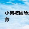小狗被困急流中&#32;两男子搭梯子营救