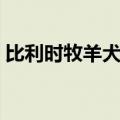 比利时牧羊犬图片步枪（比利时牧羊犬图片）