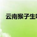 云南猴子生啃见手青 网友：猴子界的贝爷