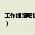 工作细胞嗜碱性粒细胞（工作细胞嗜碱粒细胞）