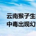 云南猴子生啃见手青 网友好奇：猴子会不会中毒出现幻觉