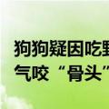狗狗疑因吃野生菌出现迷惑行为：不时对着空气咬“骨头”
