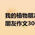 我的植物朋友作文300字优秀作文（我的植物朋友作文300字）