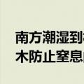 南方潮湿到树都长出气生根了 专家科普：树木防止窒息的根