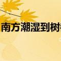 南方潮湿到树都长出气生根了：网友大开眼界