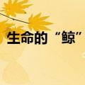 生命的“鲸”喜！广州一15岁白鲸顺利分娩