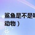 鲨鱼是不是哺乳动物的一种（鲨鱼是不是哺乳动物）