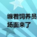 缠着饲养员求挠痒痒 大熊猫“曼兰”撒娇名场面来了