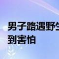 男子路遇野生东北虎直呼运气真好：当时没感到害怕