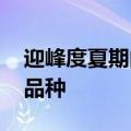 迎峰度夏期间 长三角电力市场交易新增多个品种
