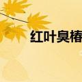 红叶臭椿和香椿的区别（红叶臭椿）