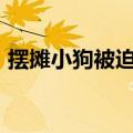 摆摊小狗被迫营业&#32;满脸透着不爽