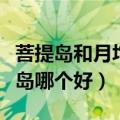菩提岛和月坨岛金沙岛哪个好（菩提岛和月坨岛哪个好）