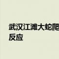 武汉江滩大蛇爬上监控杆 专家：蛇爬到高处避险 正常应激反应