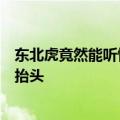 东北虎竟然能听懂东北话，饲养员一句“仰脖”，老虎立马抬头