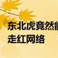 东北虎竟然能听懂东北话：与饲养员默契互动走红网络