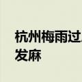 杭州梅雨过后街头树上挂满虫子 网友：头皮发麻