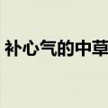 补心气的中草药有哪些（补心的食物有哪些）