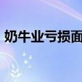 奶牛业亏损面超80% 从更高层面调控存争议