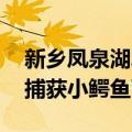 新乡凤泉湖发现鳄鱼事件属实 公安追踪到被捕获小鳄鱼下落