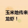 玉米地传来奇怪声响，竟“潜伏”着88只大龙虾！