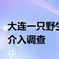 大连一只野生梅花鹿鹿角疑似被盗割，警方已介入调查