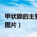 甲状腺的主要症状脖子粗（甲状腺初期脖子粗图片）