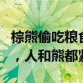 棕熊偷吃粮食头卡塑料桶 警方：解救近1小时，人和熊都紧张