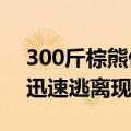 300斤棕熊偷吃粮食被卡进塑料桶：获救后 迅速逃离现场