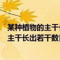 某种植物的主干长出若干数目的枝干详细讲解（某种植物的主干长出若干数目的枝干）