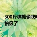 300斤棕熊偷吃粮食被卡进塑料桶 网友：救援时人和熊都害怕极了