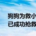 狗狗为救小主人被蛇咬伤后刨坑等死 后续：已成功抢救