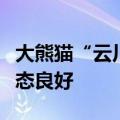 大熊猫“云川”“鑫宝”在美国动物园适应状态良好