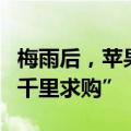 梅雨后，苹果长出大蘑菇，竟让中科院专家“千里求购”！