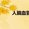 人脑血管通路首张单细胞图谱问世