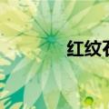 红纹石是天然的吗（红纹石）