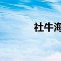 社牛海鸥站立游客头顶近10秒