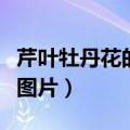 芹叶牡丹花的养殖方法和注意事项（芹叶牡丹图片）