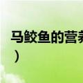 马鲛鱼的营养价值是什么（马鲛鱼的营养价值）