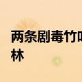 两条剧毒竹叶青蛇盘踞寺院内：最终被放归山林