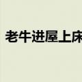 老牛进屋上床&#32;主人直呼想吃牛肉