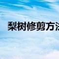梨树修剪方法示意图（梨树修剪技术图解）