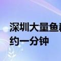 深圳大量鱼群飞出水面 当地人：壮观 持续大约一分钟