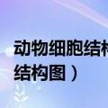 动物细胞结构图和植物细胞结构图（植物细胞结构图）