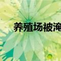 养殖场被淹&#32;狗狗跳水救鸡鸭