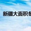 新疆大面积冬小麦单产创今年全国最高纪录