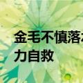 金毛不慎落水&#32;急流中咬游泳圈奋力自救