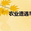 农业遭遇旱涝急转，这些方法来救场！