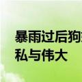 暴雨过后狗妈妈叼着幼崽求助 网友：母爱无私与伟大
